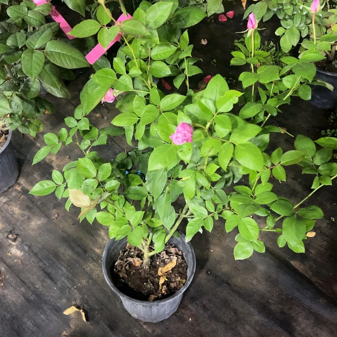 无花朵一物一拍265号