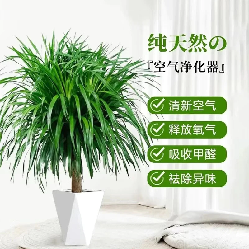 龙须树客厅旺宅绿植老桩龙血树办公室内四季常青好养易活大型植物