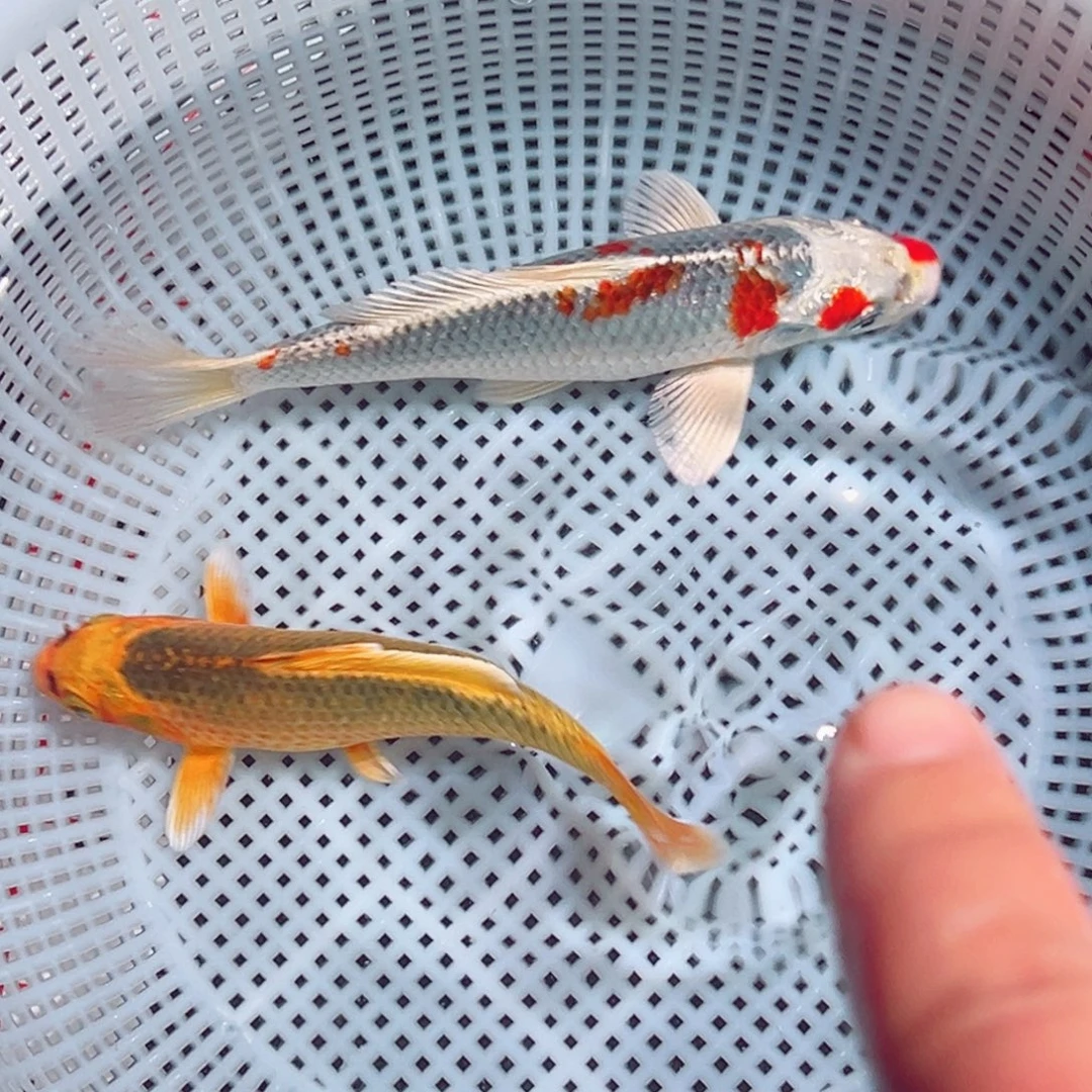 锦鲤锦鲤观赏鱼1111