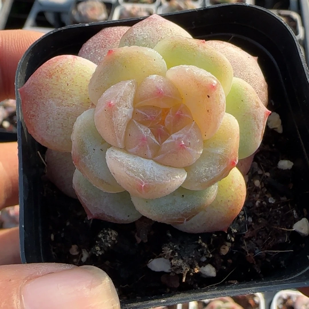 小卡拉米糖心一物一拍