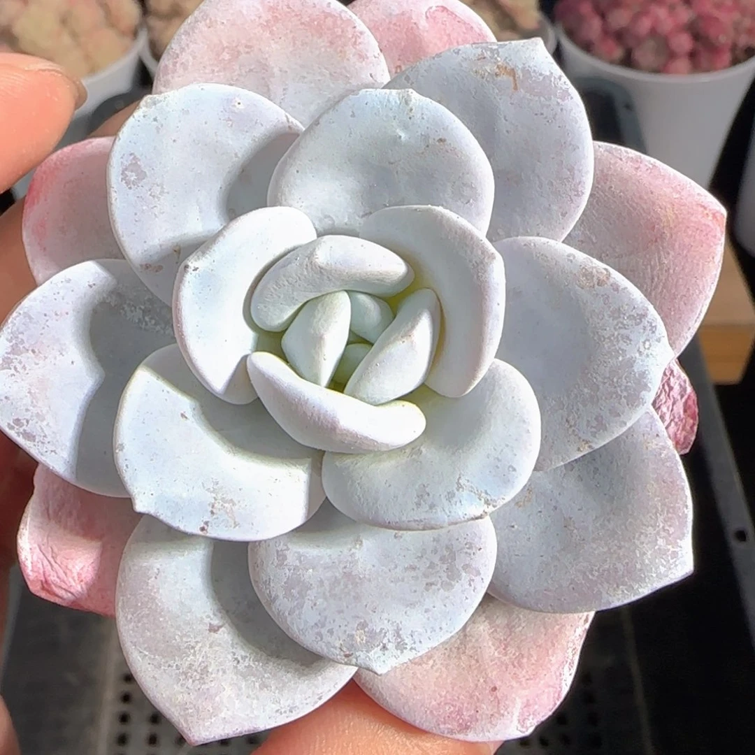 多肉1230-199雪莲