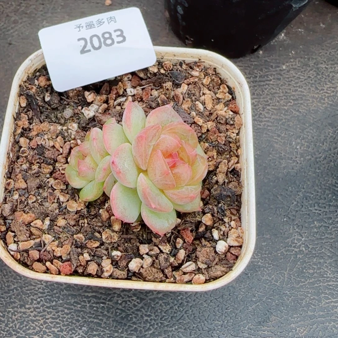 甜心，2083多肉植物