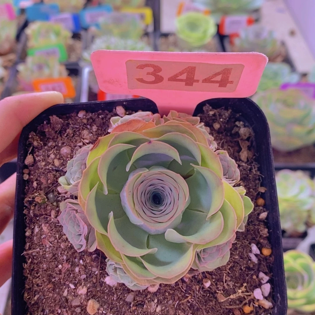 山地玫瑰一物一拍雪霁344