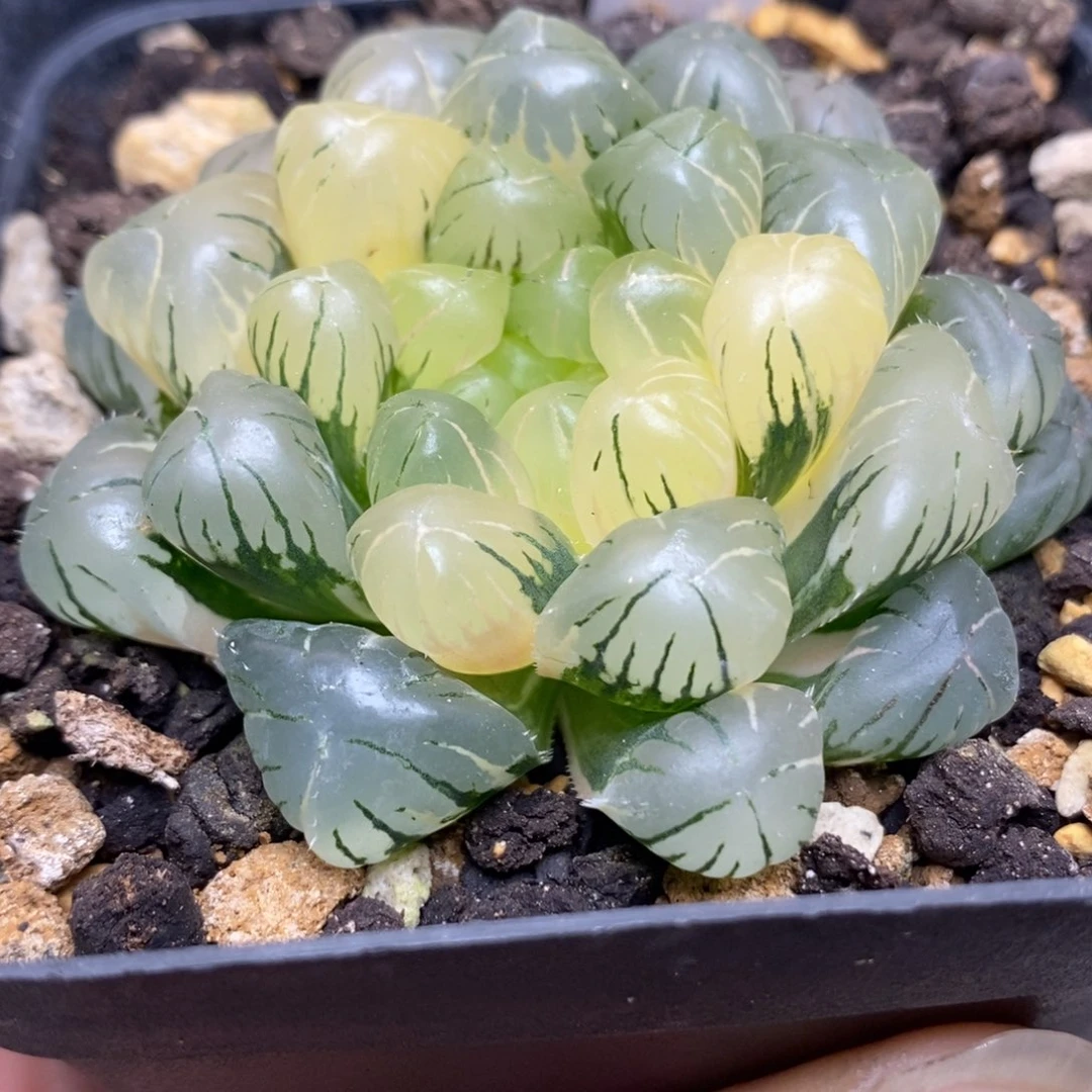 454湖水玉露锦一物一拍