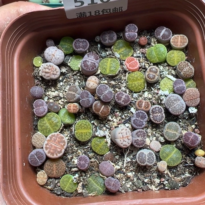 【闪购商品】 516。