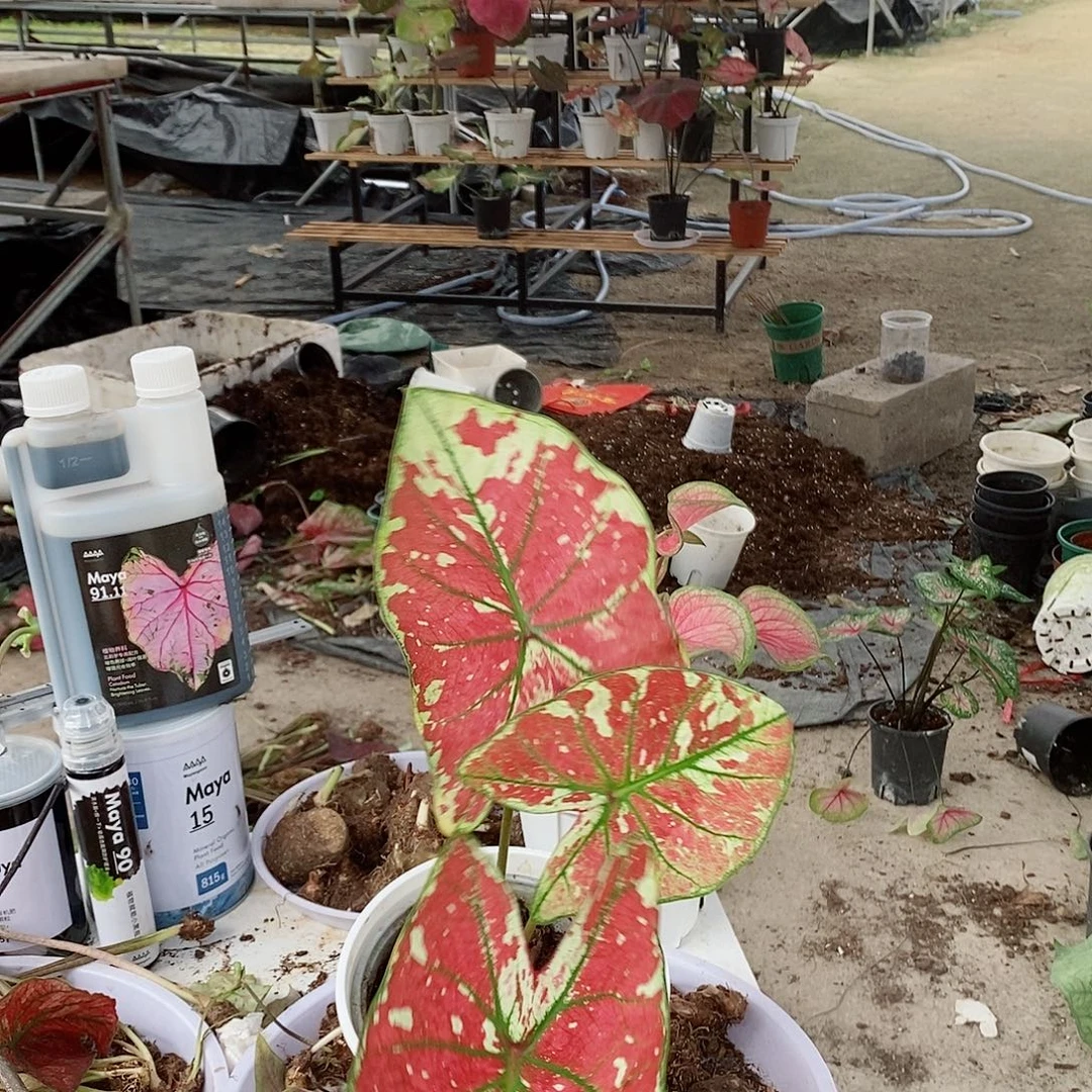 完全开放火凤凰9296小城