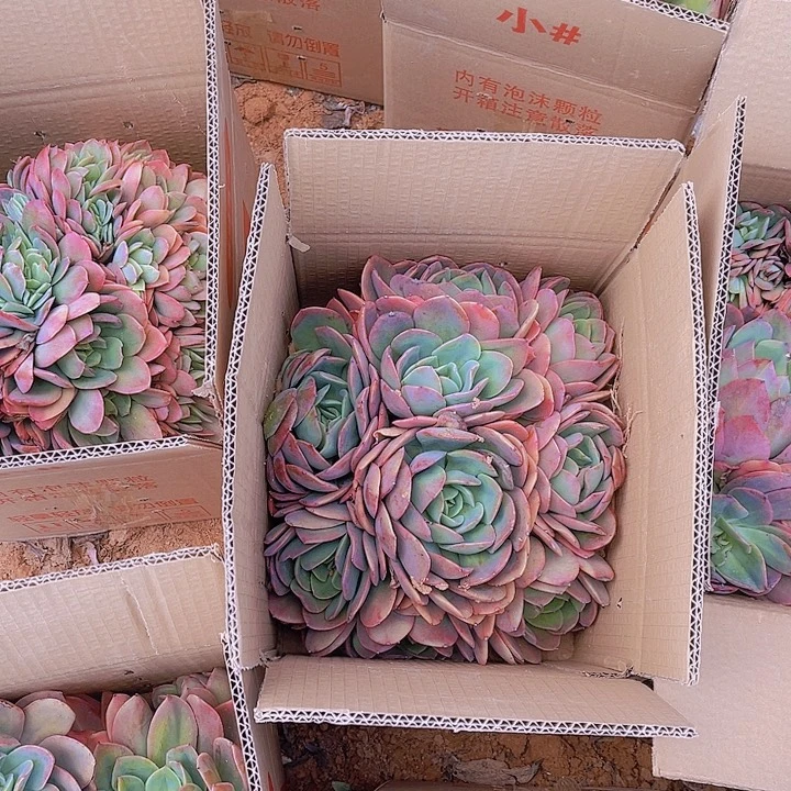 绮罗仙子多肉多肉