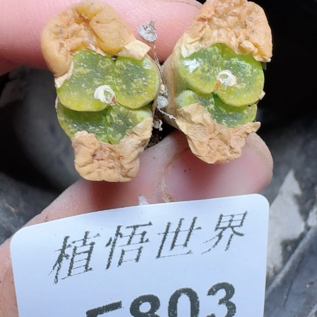 803号多肉植物哇f