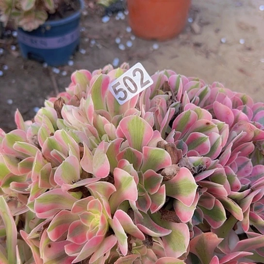 幸***乐多肉植物一个女巫加一个沙拉碗