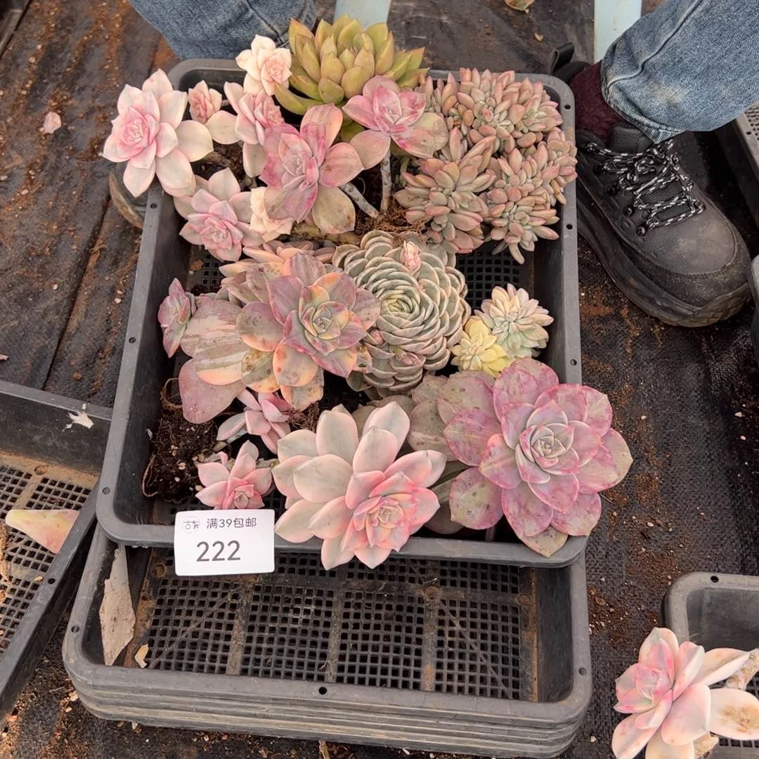 222多肉植物纤维维生素的