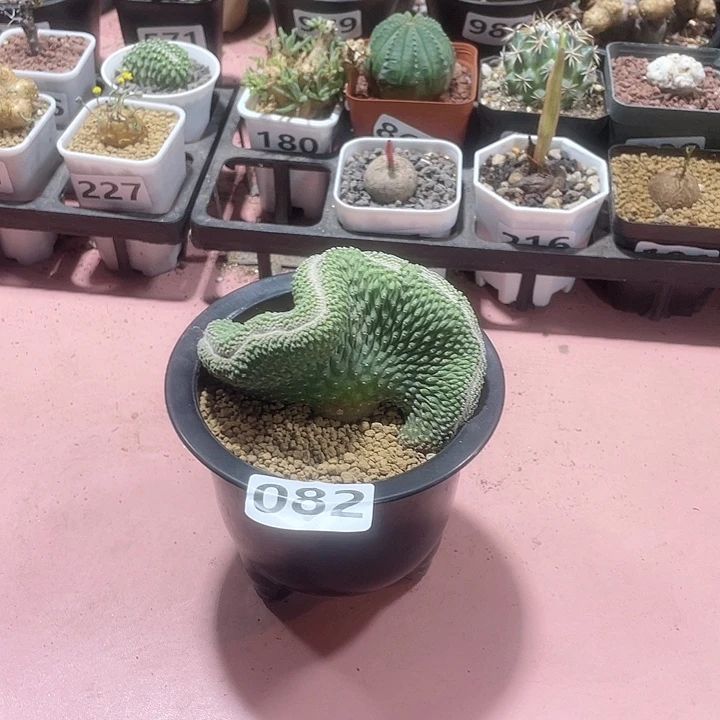 082实生超大菊水缀化