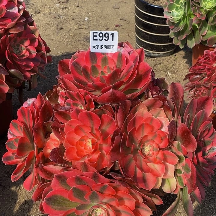 红牡丹多肉植物991
