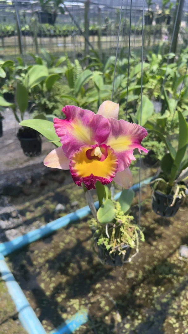 五彩缤纷新品浓香