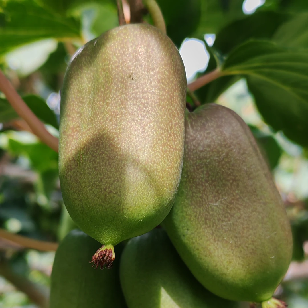 辽宁本溪特产软枣猕猴桃