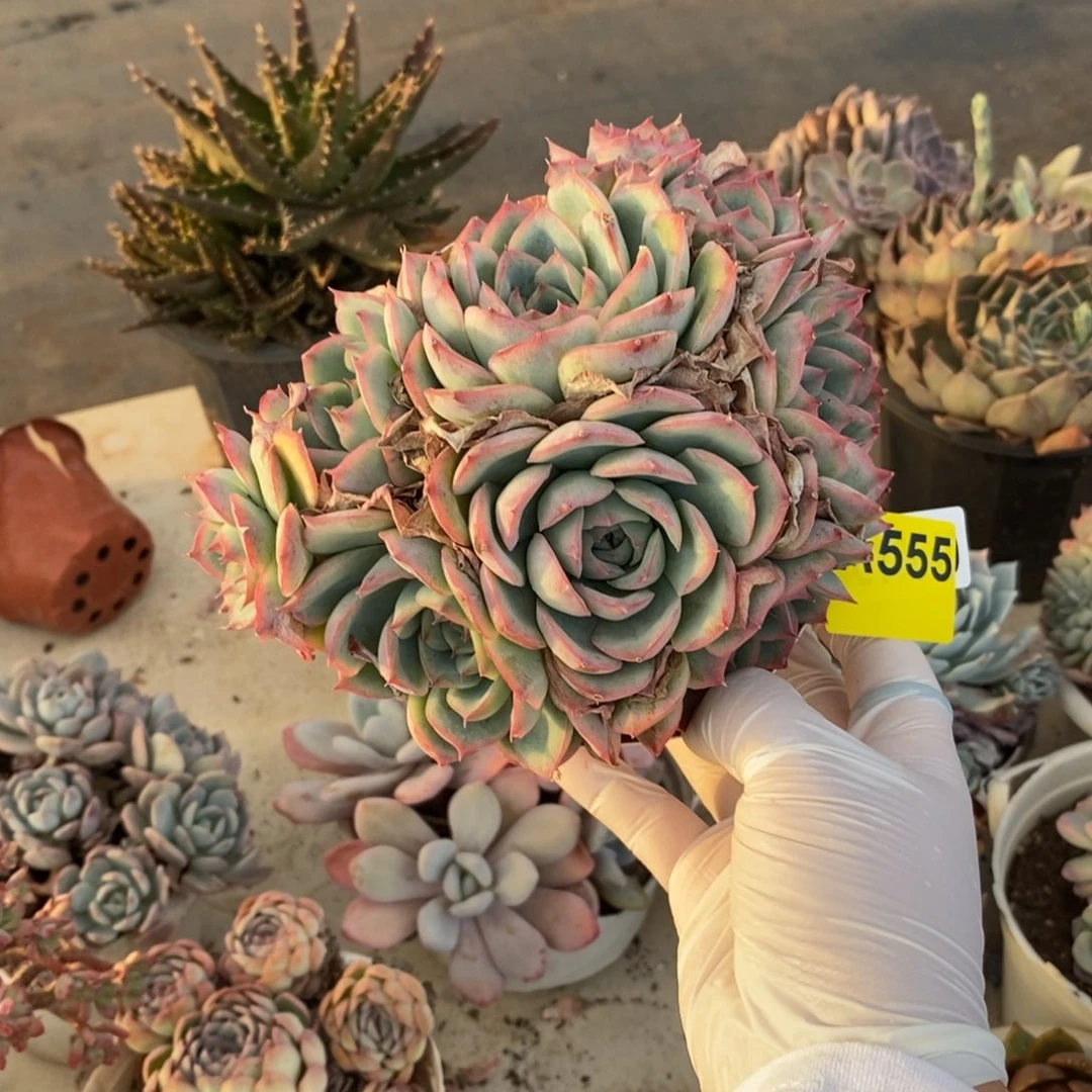 X***～555侧影多头一物一拍