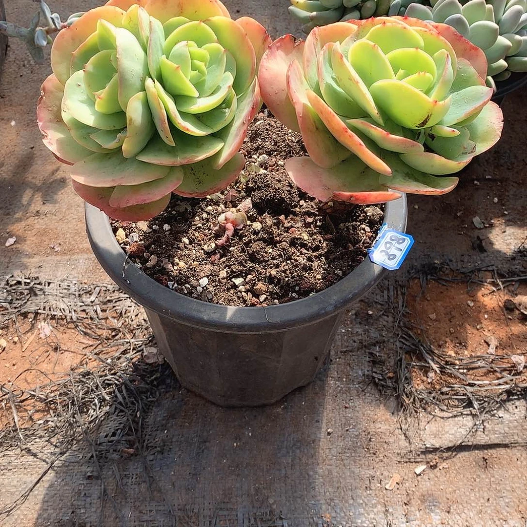 898碧桃 一物一拍多肉