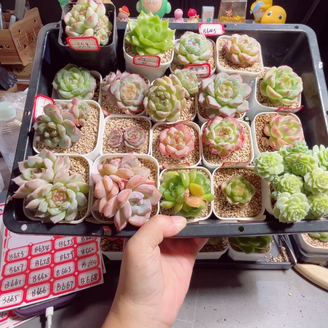 *****B643 一物一拍 打包19个