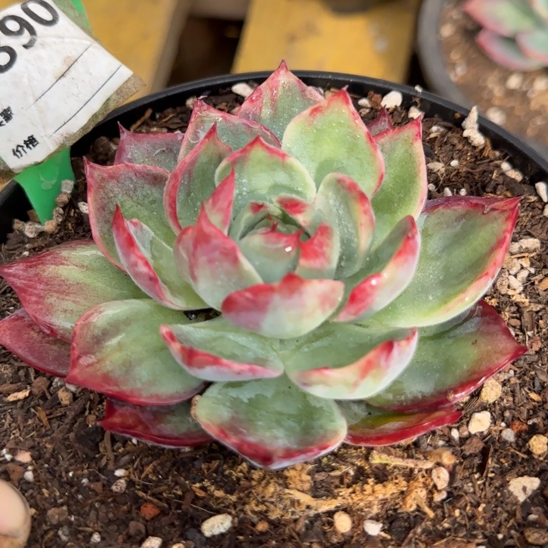 惊鸿一物一拍包装收缩花旱890