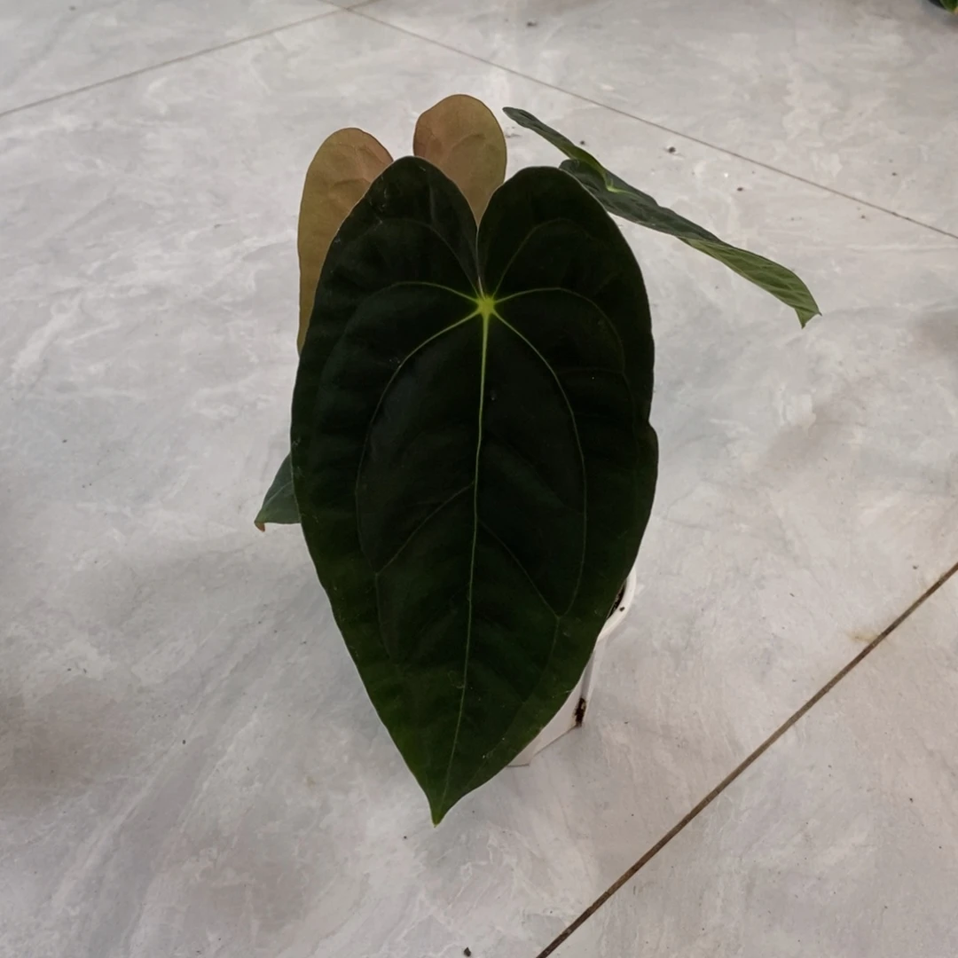 不开花植物09 加通湖Papi（不售后）