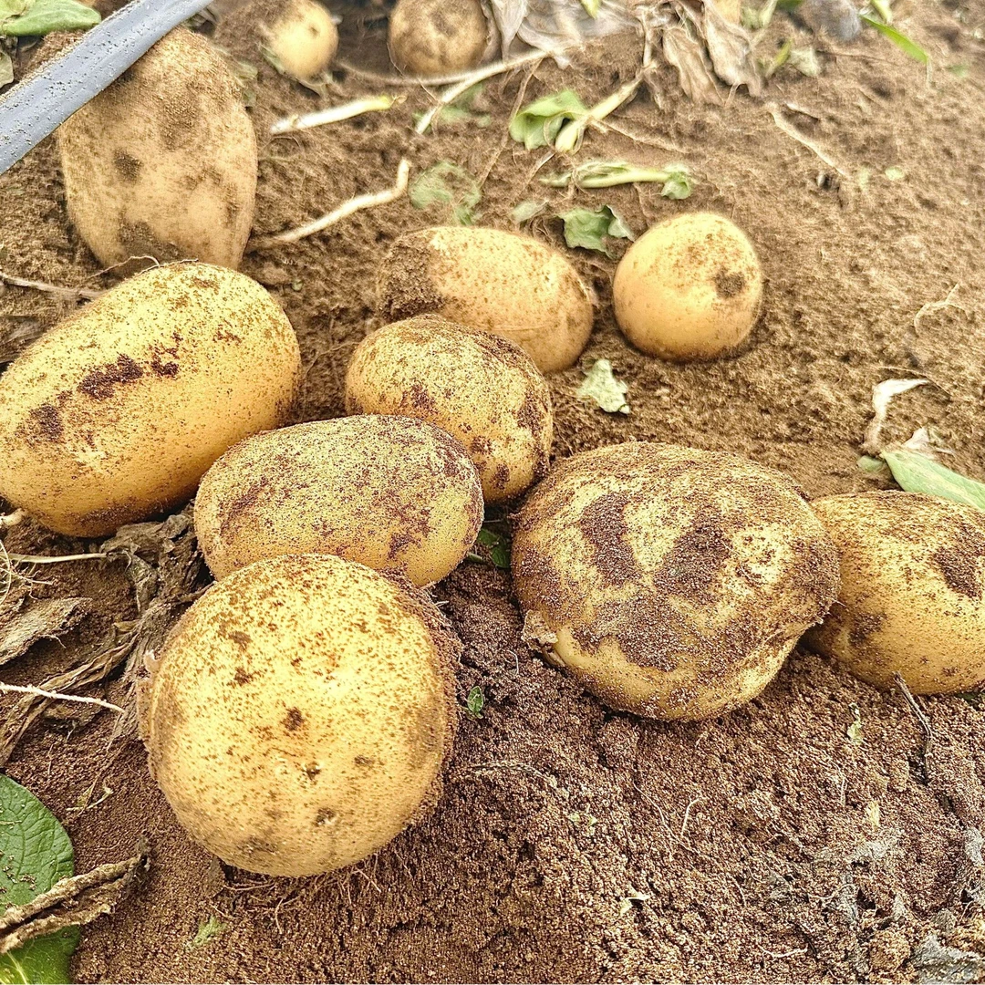 新鲜现挖黄皮黄心土豆炒菜炖汤必备软糯沙甜当季蔬菜
