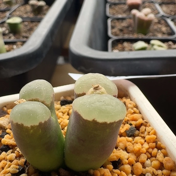 27风铃肉锥1413.75