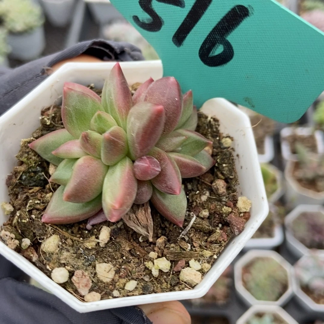 516迷雾泡泡多肉植物