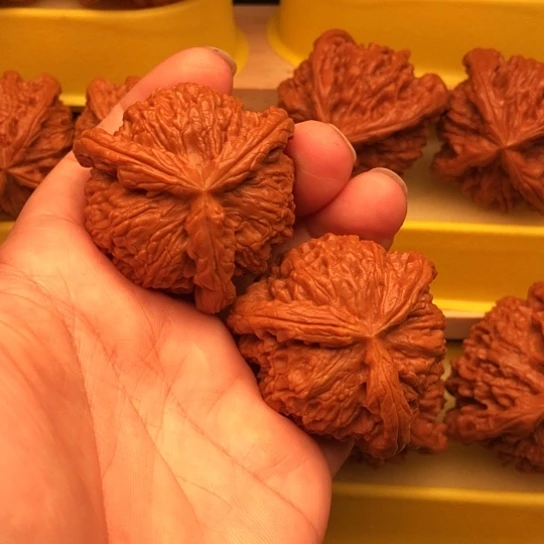 静***習核桃核桃核桃核桃核桃