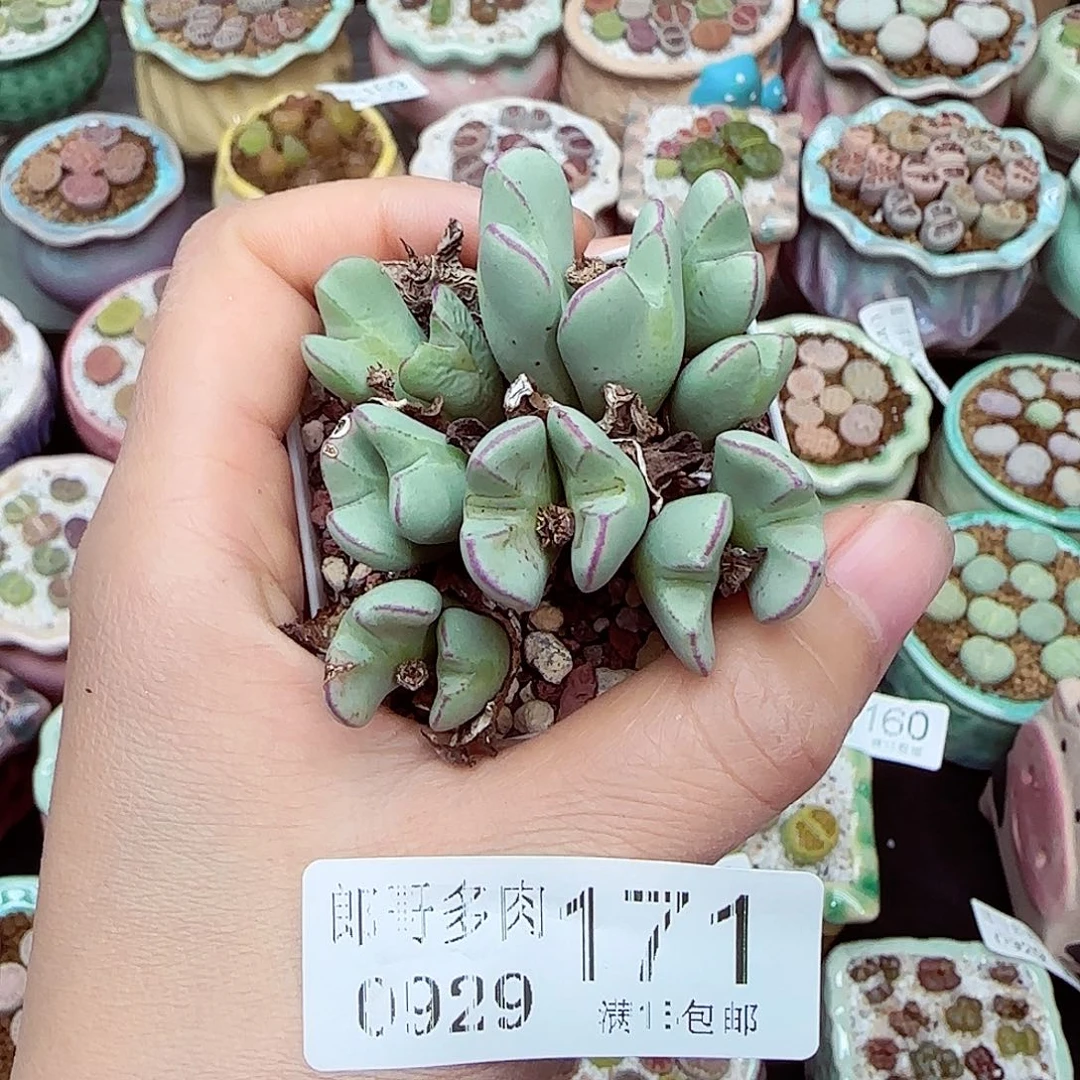 生石花满18包邮0929-171