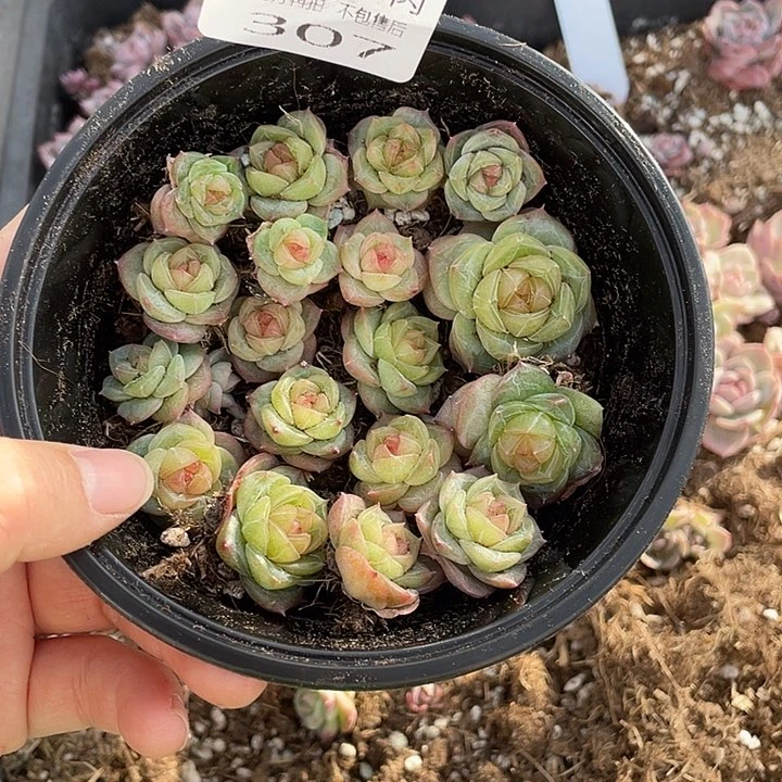 梦***-糕大上多肉植物307