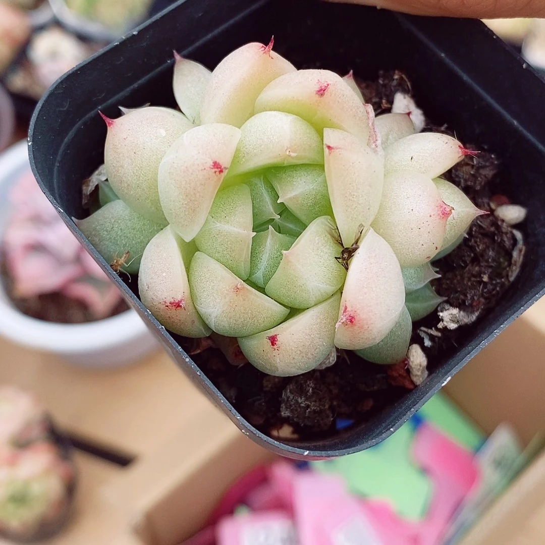 麦秆6cm不包整群