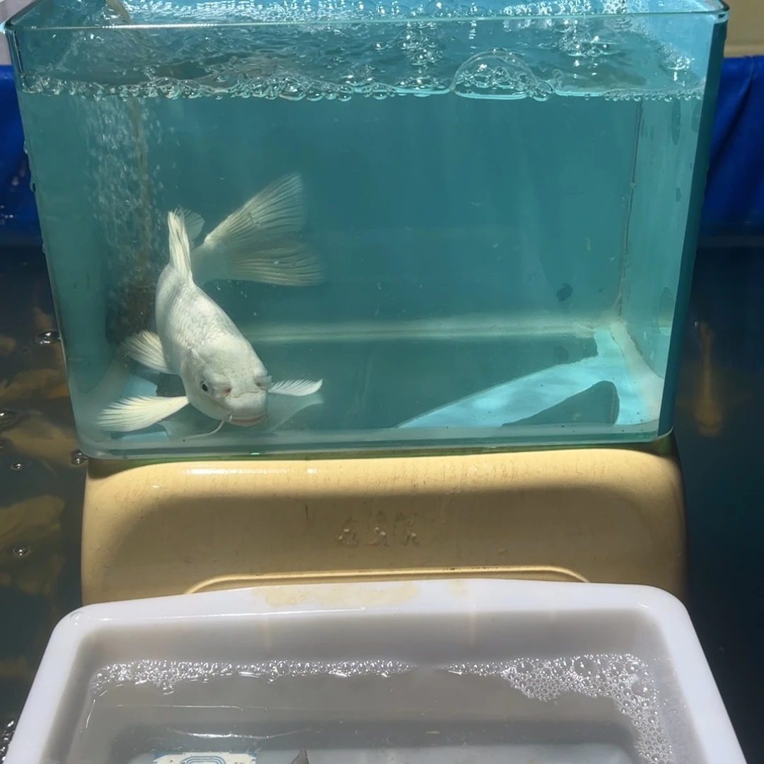 蝴蝶鲤鱼各种颜色蝴蝶鲤