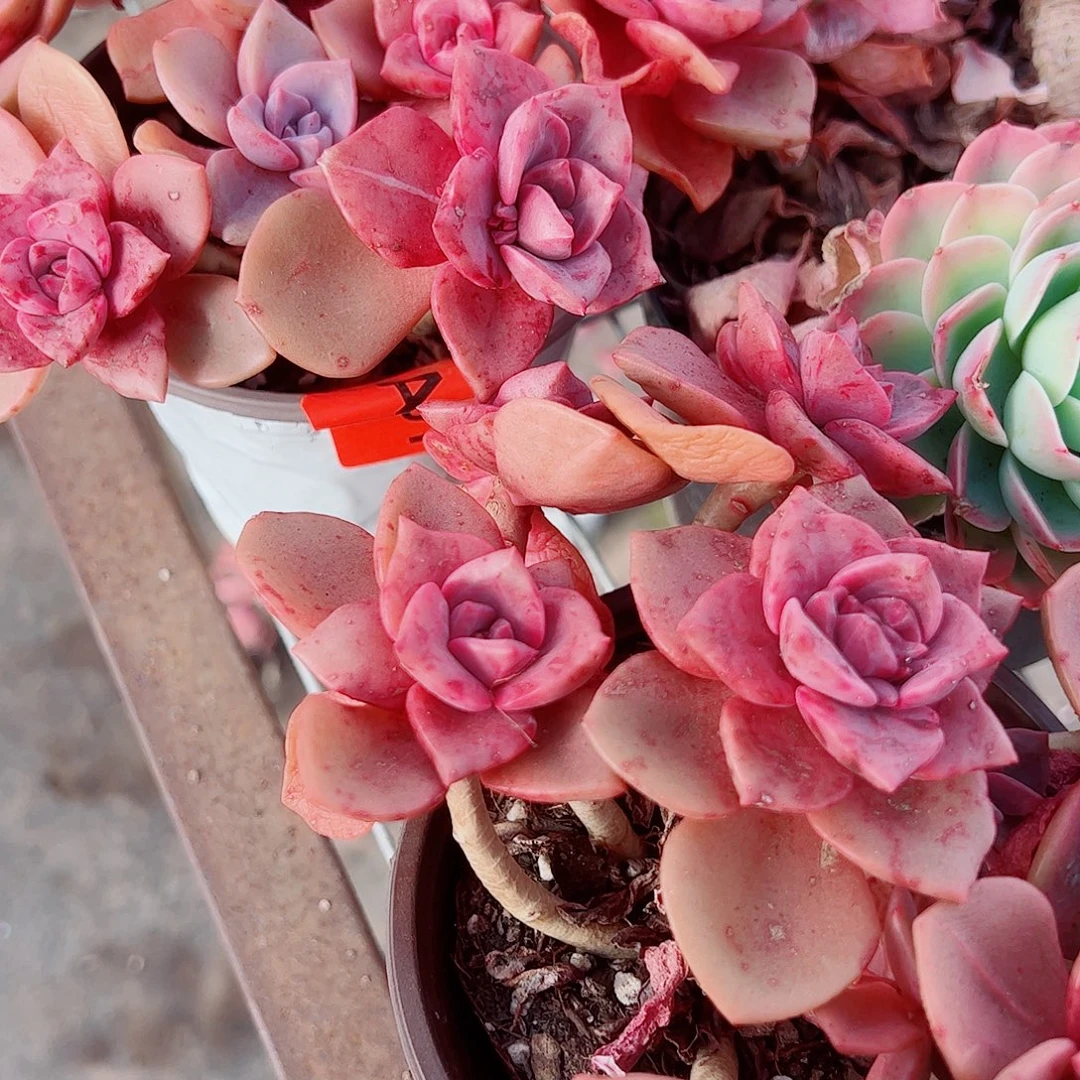 琉璃盏多头群生精品特价