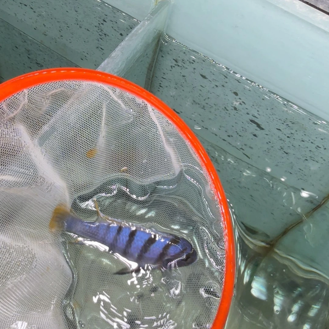 慈鲷包子斑马305。