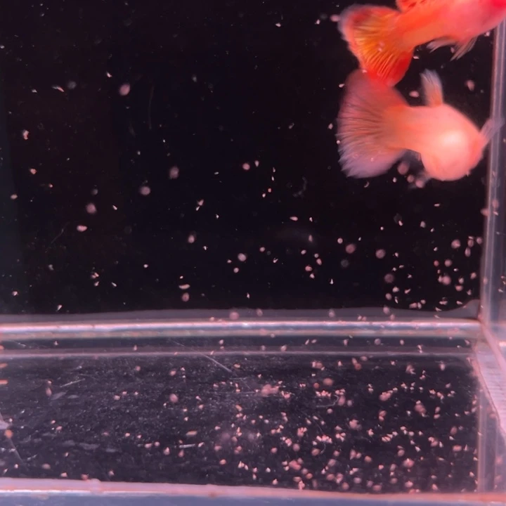 孔雀鱼红龙白子玻璃猫1对种鱼