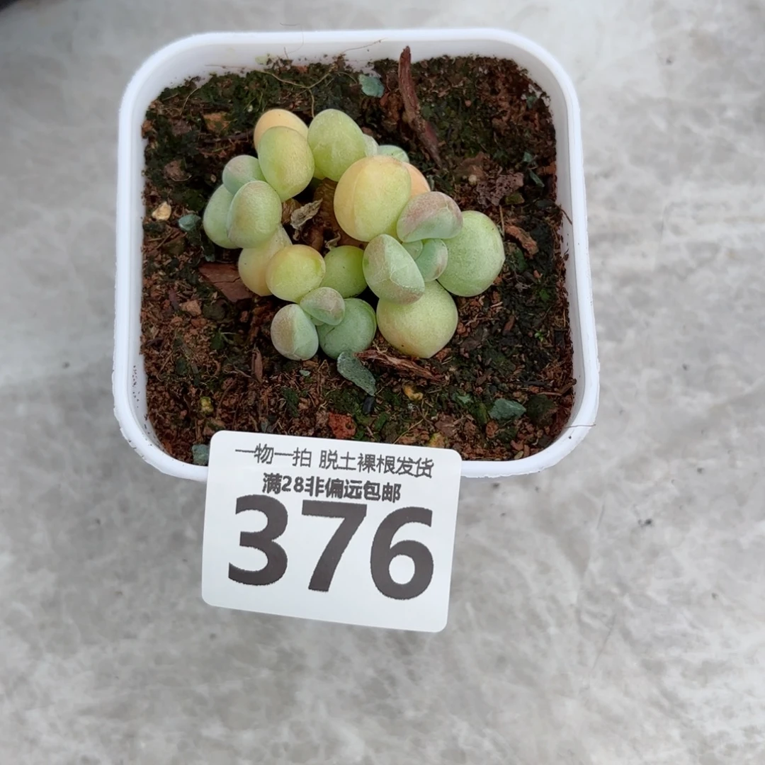 萤火虫奶老桩无盆土发货