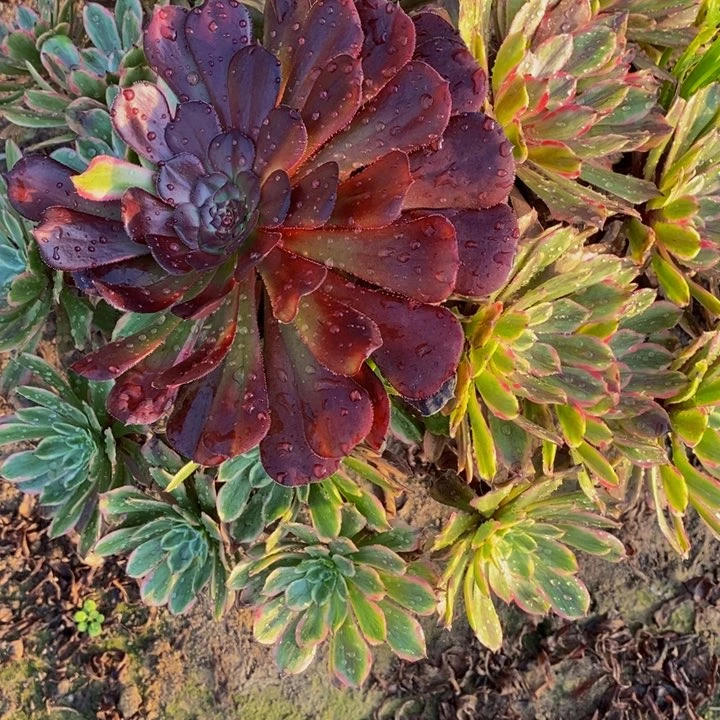 只****赵大颗粉袋一颗多肉