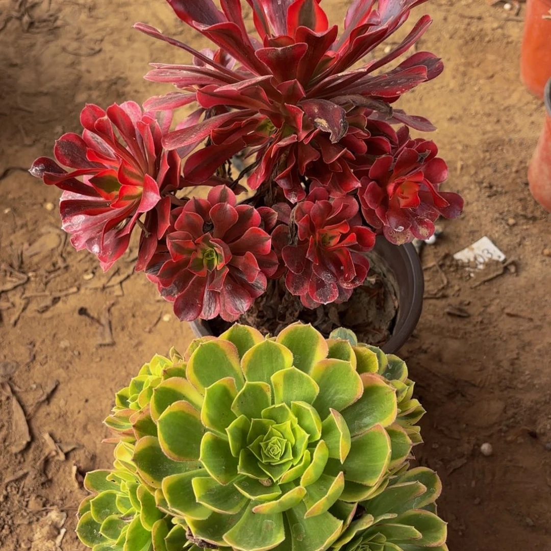 美杜莎奶白各一颗9.9