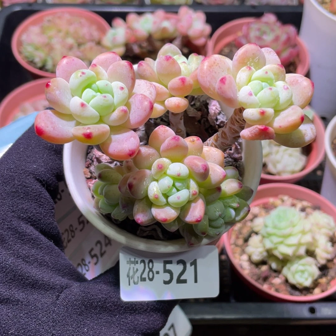 花利美28-521罗琦