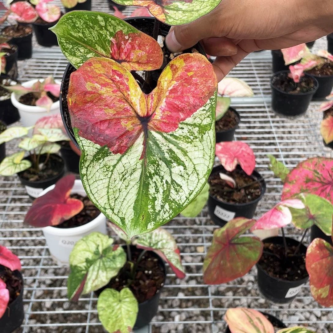 不开花植物Q330个体