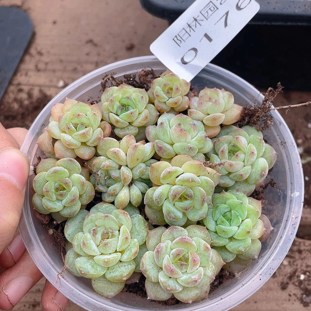 多肉植物多肉植物176