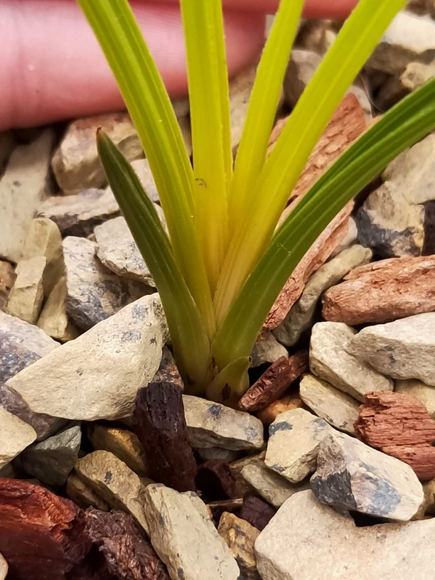 兰花花卉蕙兰兰草