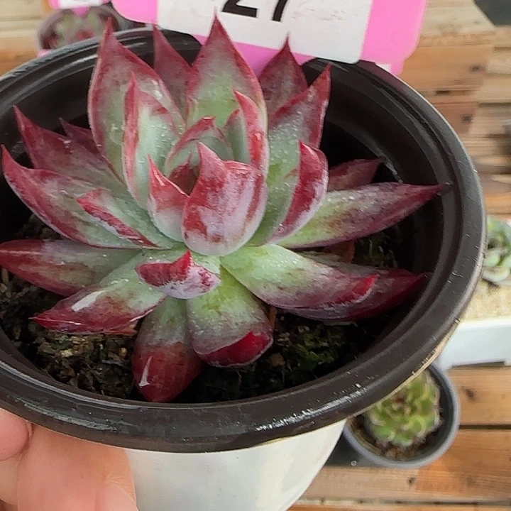 27 惊鸿仙子多肉植物