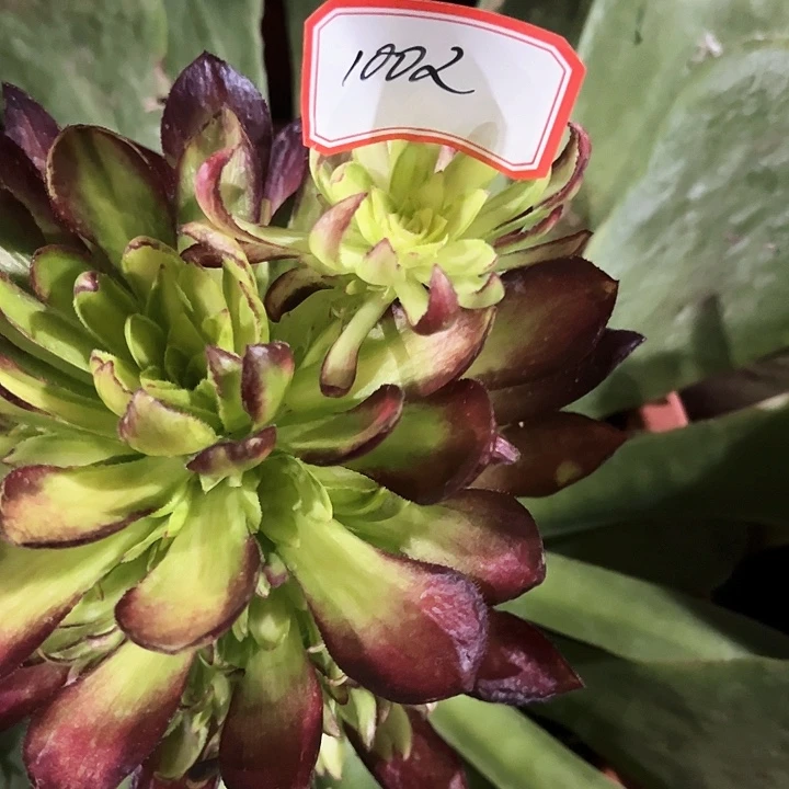 海**精品多肉植物1002