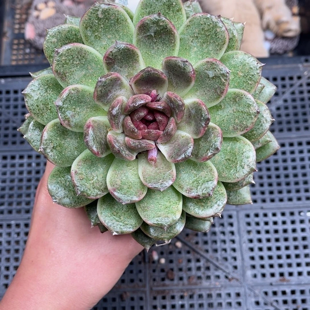 多肉一物一拍21-98