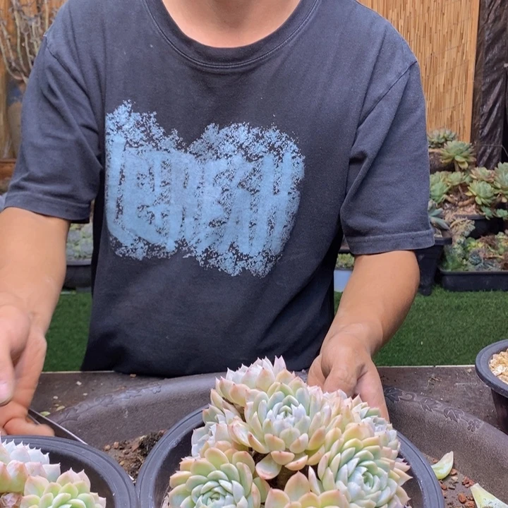 兔***子397 多肉植物多肉植物