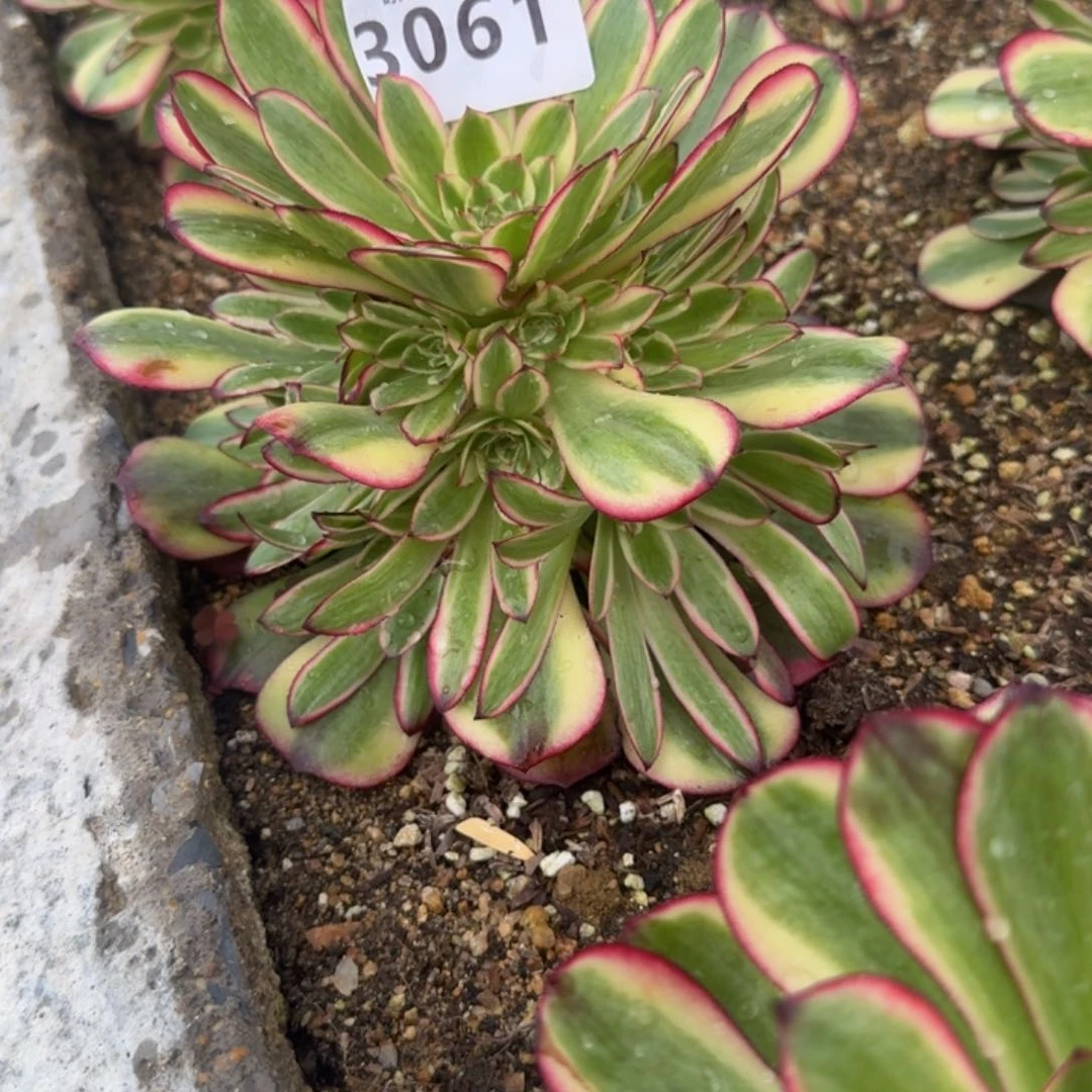 五**璃3061骄阳到秋天。多肉植物