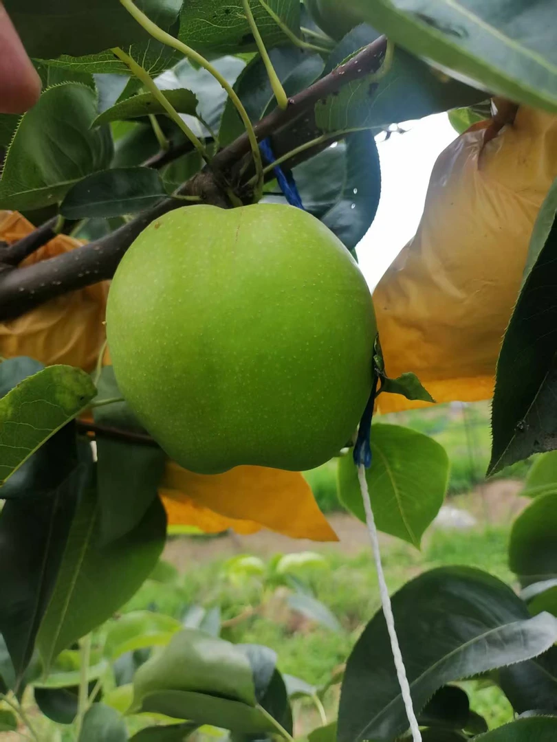 【顺丰包邮】新鲜梨子苏翠一号绿皮梨新鲜水果现摘青皮梨应季