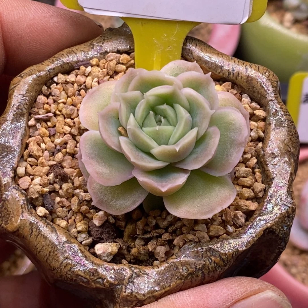 621水晶虾饺多肉植物