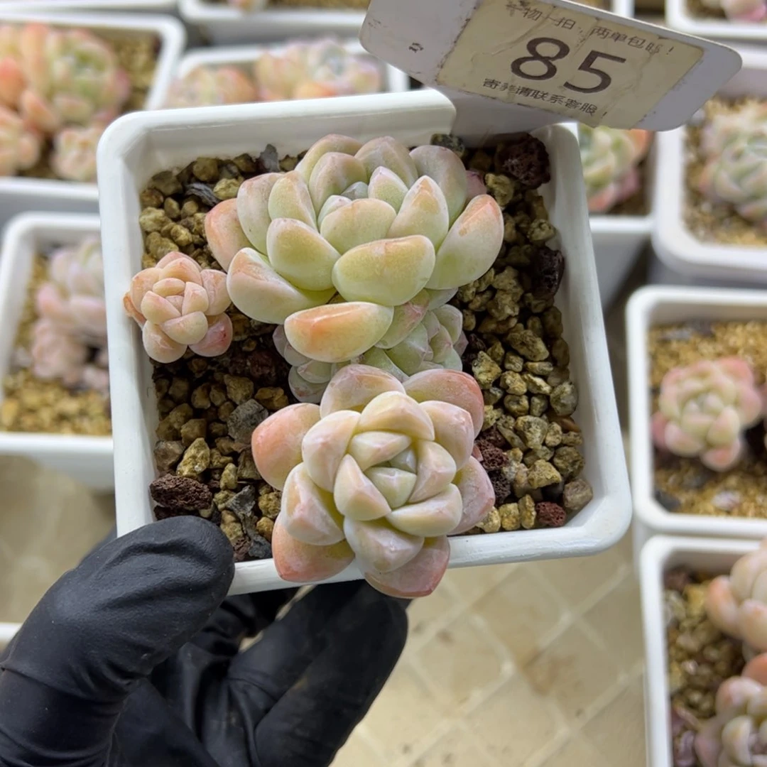 红陶树****?85号多肉植物