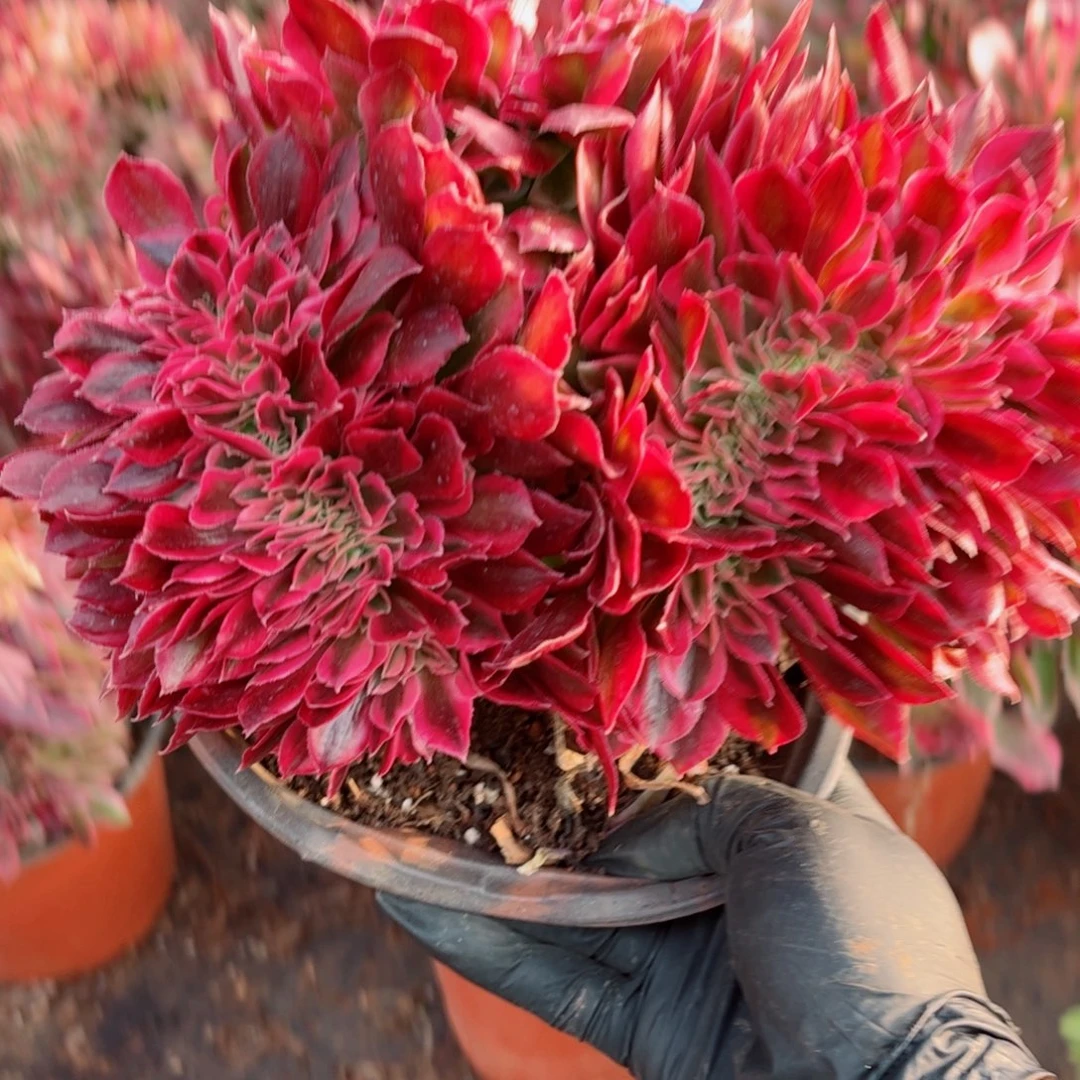 多肉植物370红袖